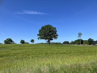 probstei